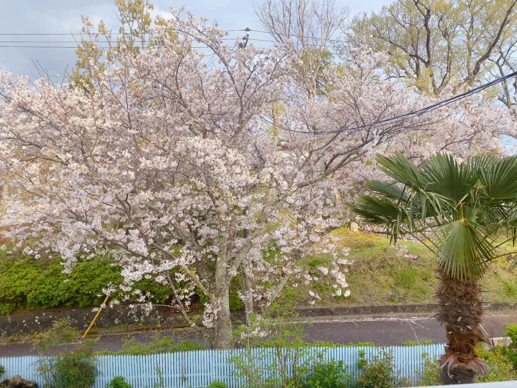 Hanamizuki Onsen Resort Ito  Εξωτερικό φωτογραφία